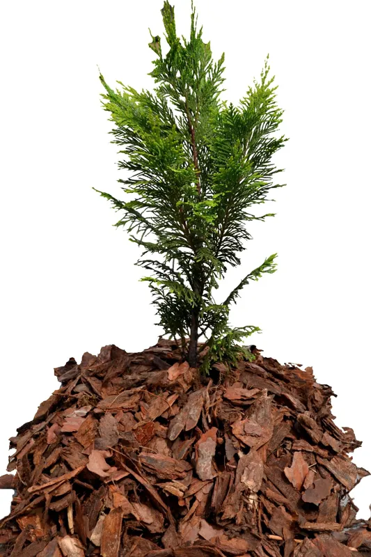 Kora Sosnowa Sortowana Średnia 80 L Przesiewana