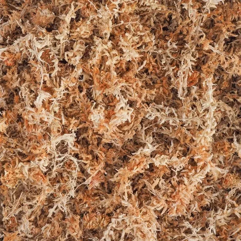 Mech Torfowiec Sphagnum 1L Podłoże Do Ukorzeniania