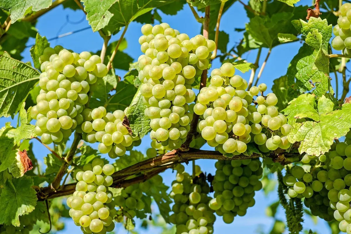 Mikoryza winogrona, winnice Duże Zdrowe Owoce 5L