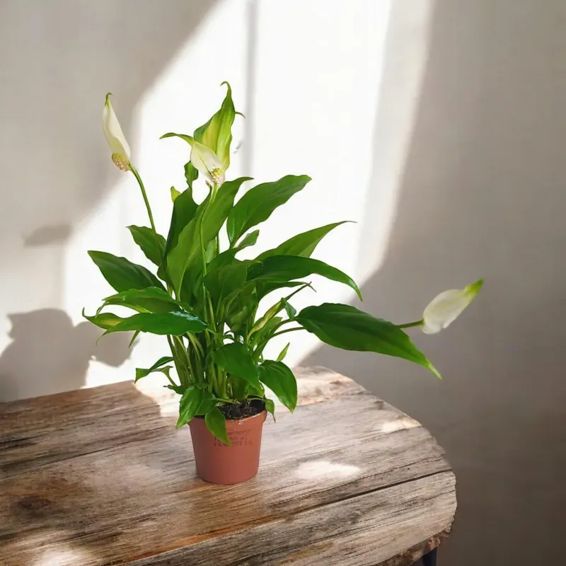 Spathyphyllum Mini Skrzydłokwiat Peace Lily Łza Maryi