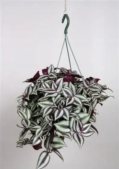 Trzykrotka Zebra Tradescantia Zebrina Duża W Zwisajacej Doniczce Srebrna